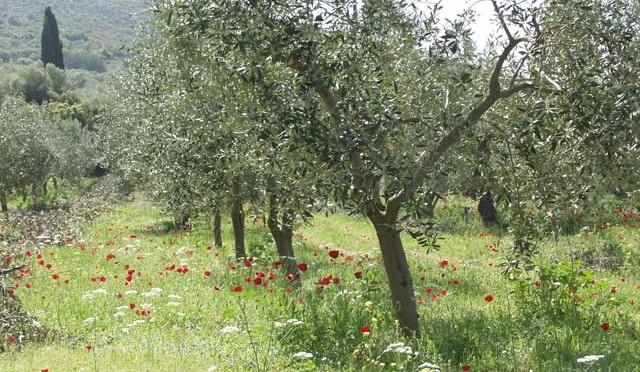 Ενίσχυση γεωργών νεαρής ηλικίας ενιαίας ενίσχυσης 2017: ποιοι δικαιούνται την ενίσχυση, πως υπολογίζεται το ύψος της