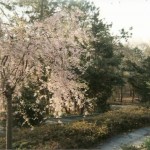 peter's_house_garden1